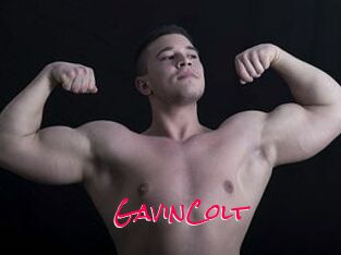 GavinColt