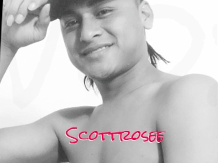 Scottrosee